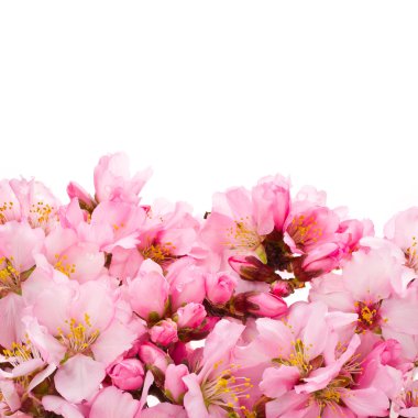 badem ağacı pembe çiçekler