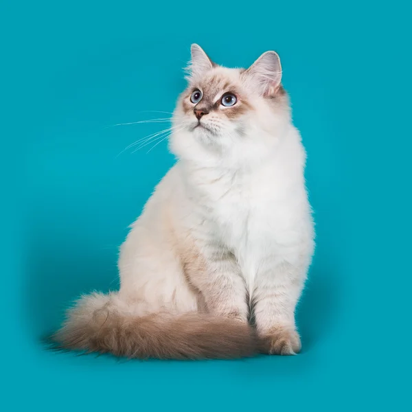 西伯利亚品种的猫 — 图库照片