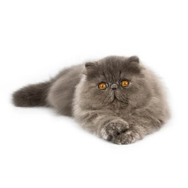 Персидский кот на белом фоне — стоковое фото