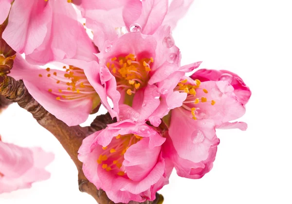 Almond tree pink flowers — Stock Photo, Image