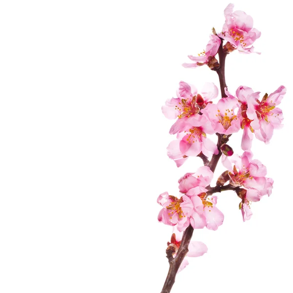 Frühling blühende Zweige, rosa Blüten — Stockfoto