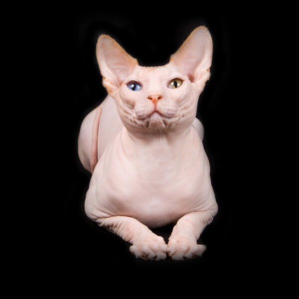 Purebred cat, sphynx