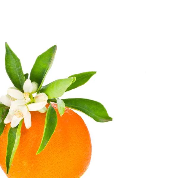 Orange träd blommor på en orange frukt — Stockfoto