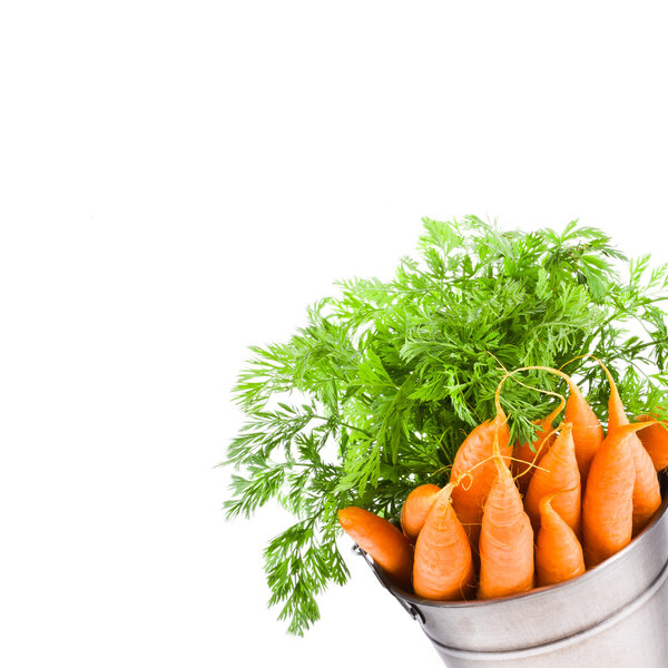 Fresh baby carrots in an iron beam