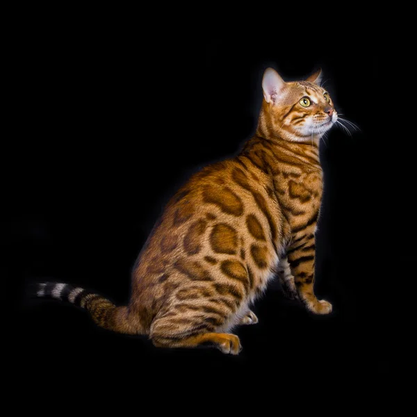 Чистокровних кішка бенгальська — Zdjęcie stockowe