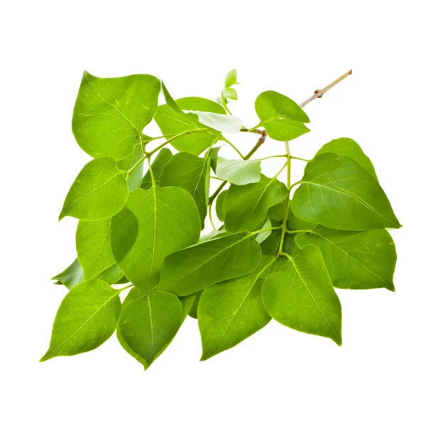 Green branch of a plant with leaves — Stock Photo, Image