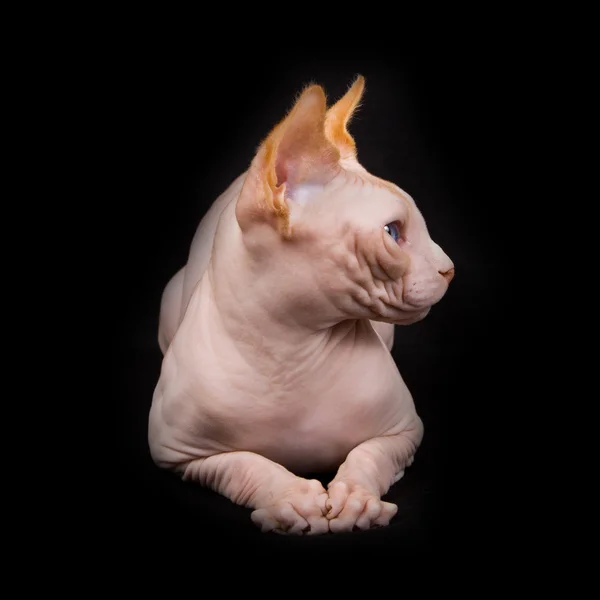 Reinrassige Katze, Sphynx — Stockfoto