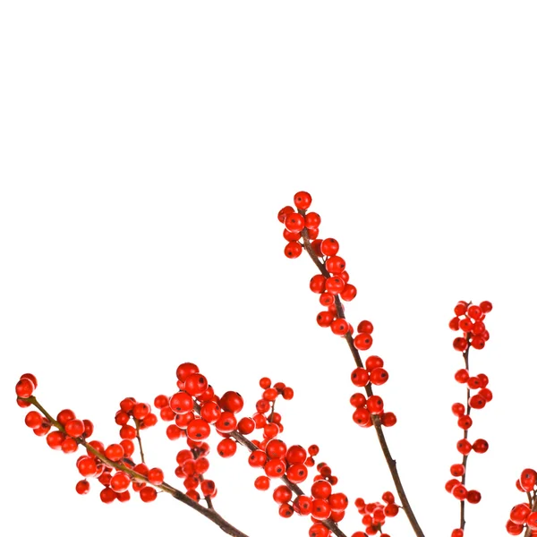 Kerst motief plant aquifolium — Stockfoto