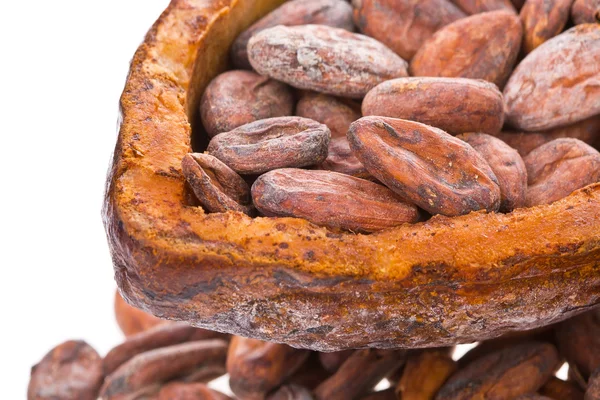 Cocoa beans into dry mature cocoa fruit — Stock Photo, Image