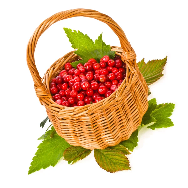 Small wicker basket and cowberry berries — Stock Photo, Image