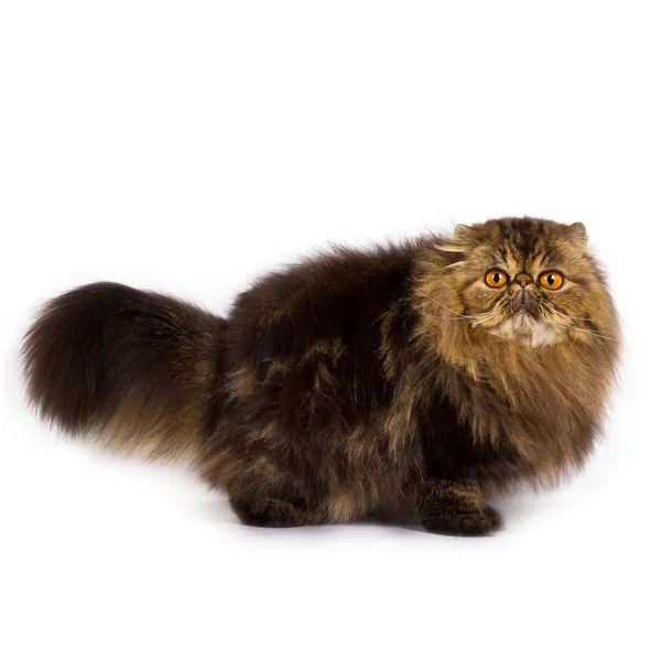 Perská kočka na bílém pozadí — Stock fotografie
