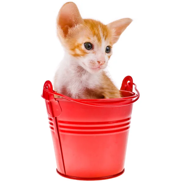 Piccolo rosso con gattino bianco — Foto Stock