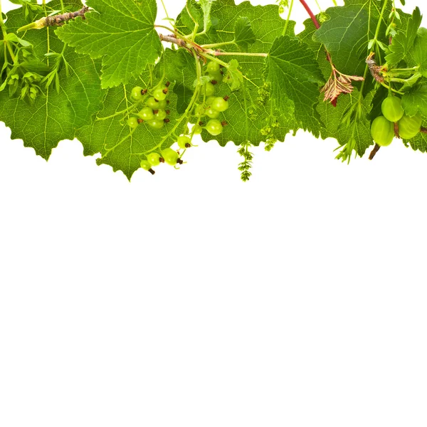 Fresh grape leaves — Stock Photo, Image