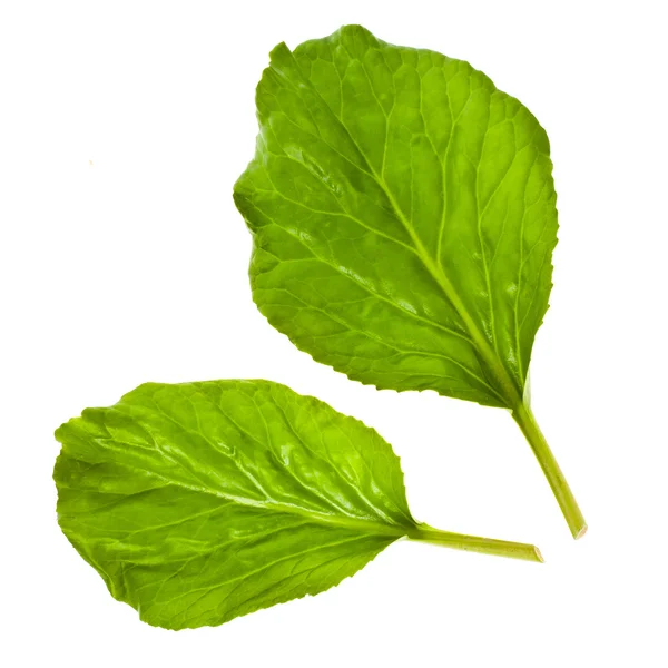 Fresh big green leafs of a plant with leaves — Stock Photo, Image