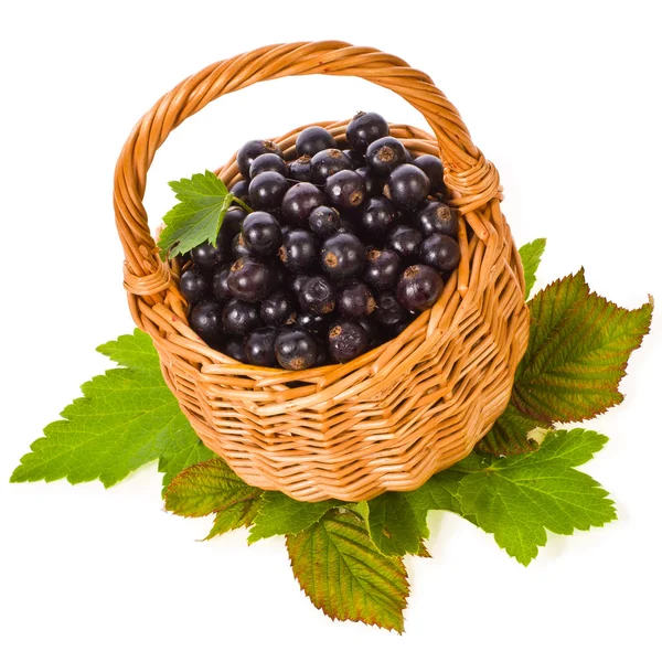 Fonott kosár friss bogyós gyümölcsök, fekete ribizli — Stock Fotó
