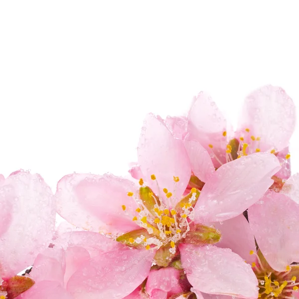 Миндальное дерево розовые цветы — стоковое фото