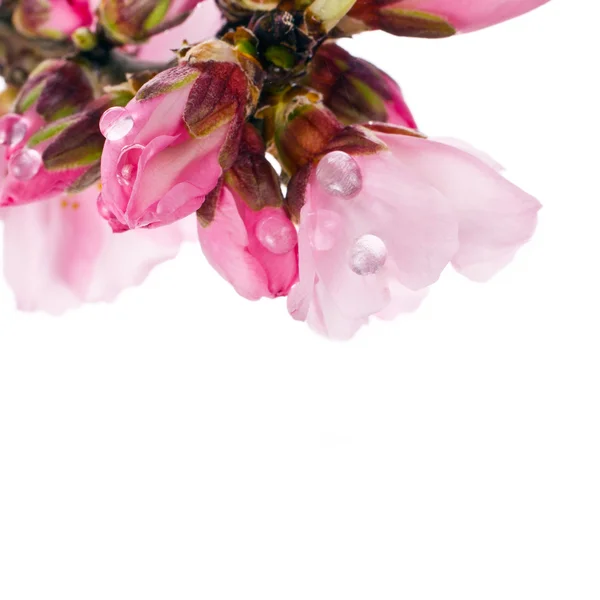 Drzewo migdałowe, różowe kwiaty — Zdjęcie stockowe