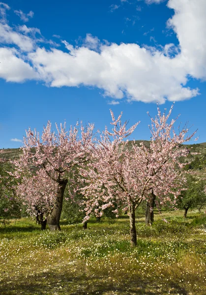 Mandulás orchard virág, alicante, Spanyolország — Stock Fotó