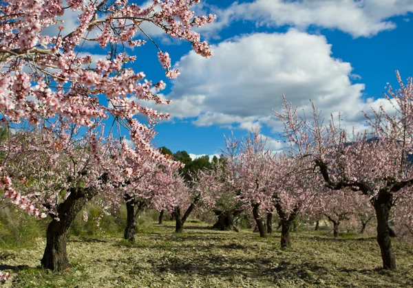 Mandel orchard i blossom, alicante, Spanien — Stockfoto