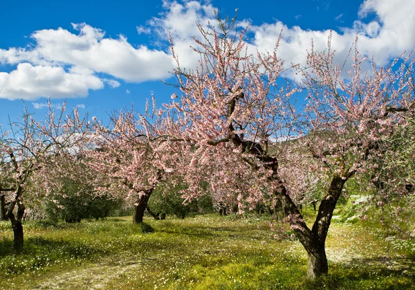 Mandulás orchard virág, alicante, Spanyolország — Stock Fotó