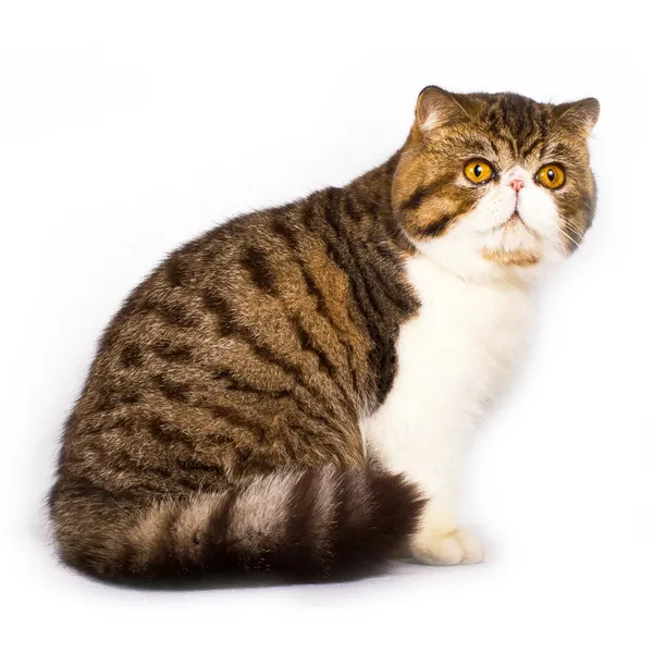 Exotic shorthair cat color brown tabby — Stock Photo, Image