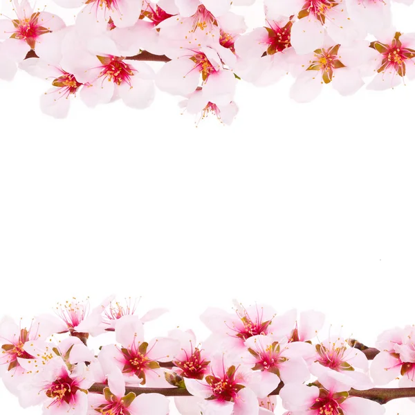 핑크 아몬드 나무 꽃 — 스톡 사진