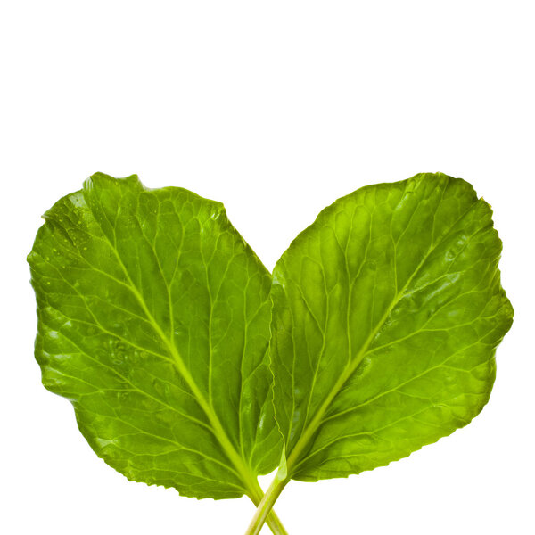 Fresh big green leafs of a plant with leaves