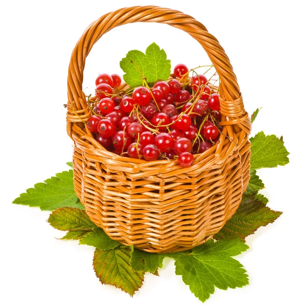Wicker basket with fresh berries red currants — Stock Photo, Image