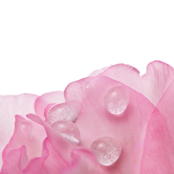 Крупный план розовая роза с большими миндальными капли воды — стоковое фото