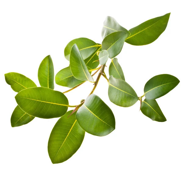 Ficus branch, rubber plant — Stock Photo, Image