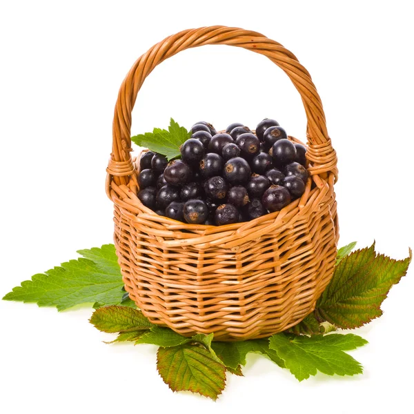 Wiklinowy koszyk ze świeżych owoców czarnej porzeczki — Zdjęcie stockowe