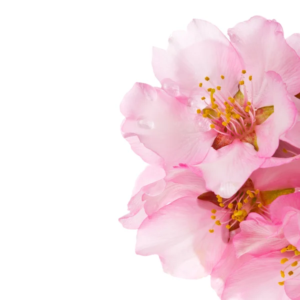 Frühling blühende Zweige, rosa Blüten — Stockfoto