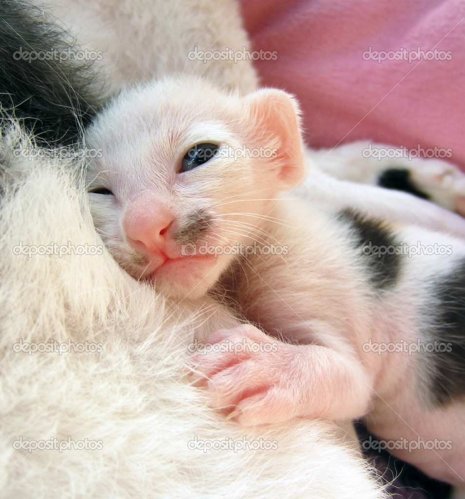 Tiny kitten clung to the mother's body