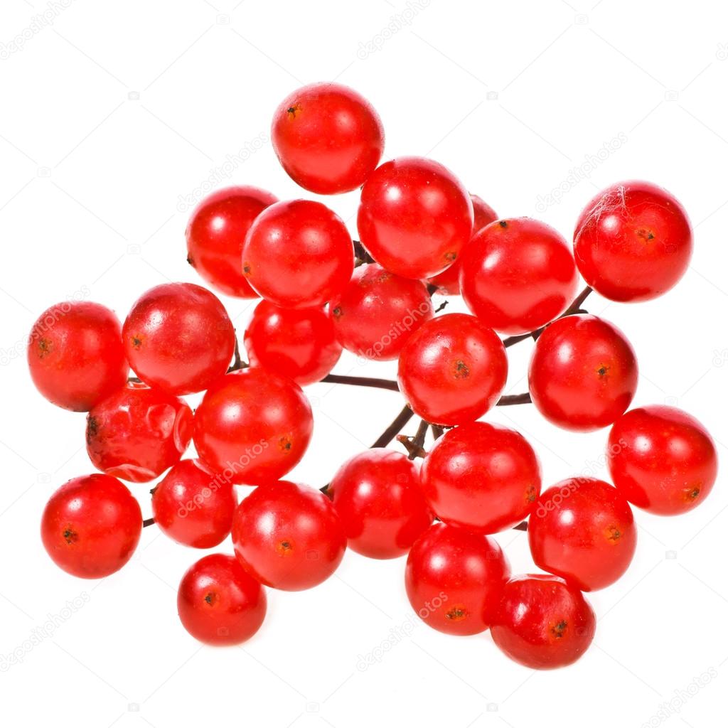 Red berries viburnum closeup