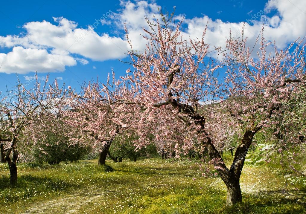 Almond orchard in blossom, Alicante, Spain — Stock Photo © vanazi #40294869