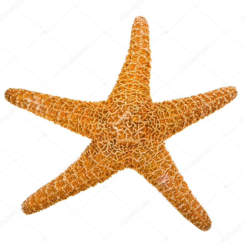 Big orange starfish