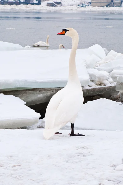 Hermoso cisne blanco — Foto de Stock