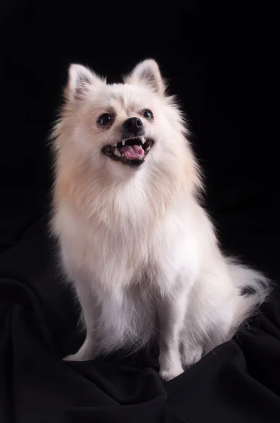 Pomeranian spitz hund — Stockfoto