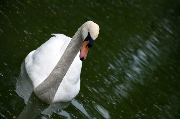 Cisne — Foto de Stock