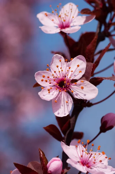 Fleurs de cerisier — Photo