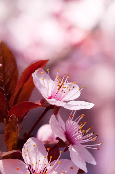 Třešňové květy — Stock fotografie
