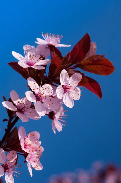 Cherry blossoms — Stock Photo, Image