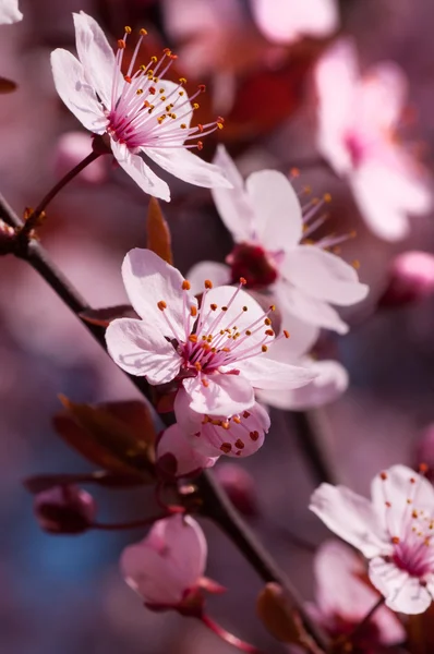 Třešňové květy — Stock fotografie