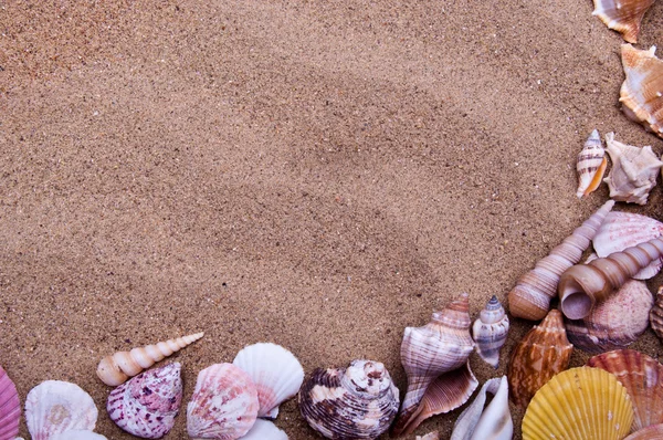 Sea shells — Stock Photo, Image