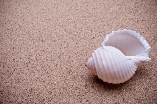 Guscio marino — Foto Stock