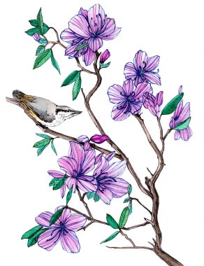 Çiçekli bir Rhododendron dalında oturan bir kuş. Suluboya çizimi