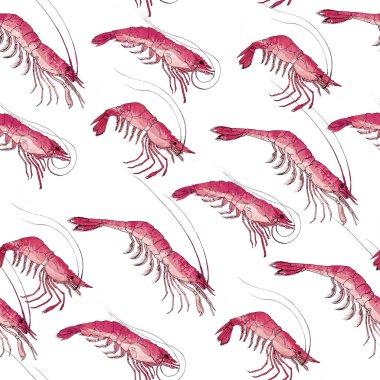 Karides. Kaplan karidesi, deniz ürünleri malzemesi, izole edilmiş, suluboya beyazı. Desen