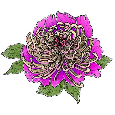 Beyaz arka planda çiçek açan pembe şakayık