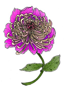 Beyaz arka planda çiçek açan pembe şakayık