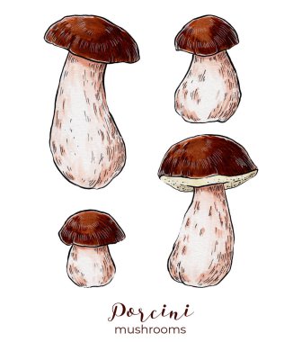 Porcini mantarlı el çizim seti. Beyaz arka planda izole edilmiş. Organik vejetaryen ürün. Menü, etiket, ürün paketleme, tarif için harika
